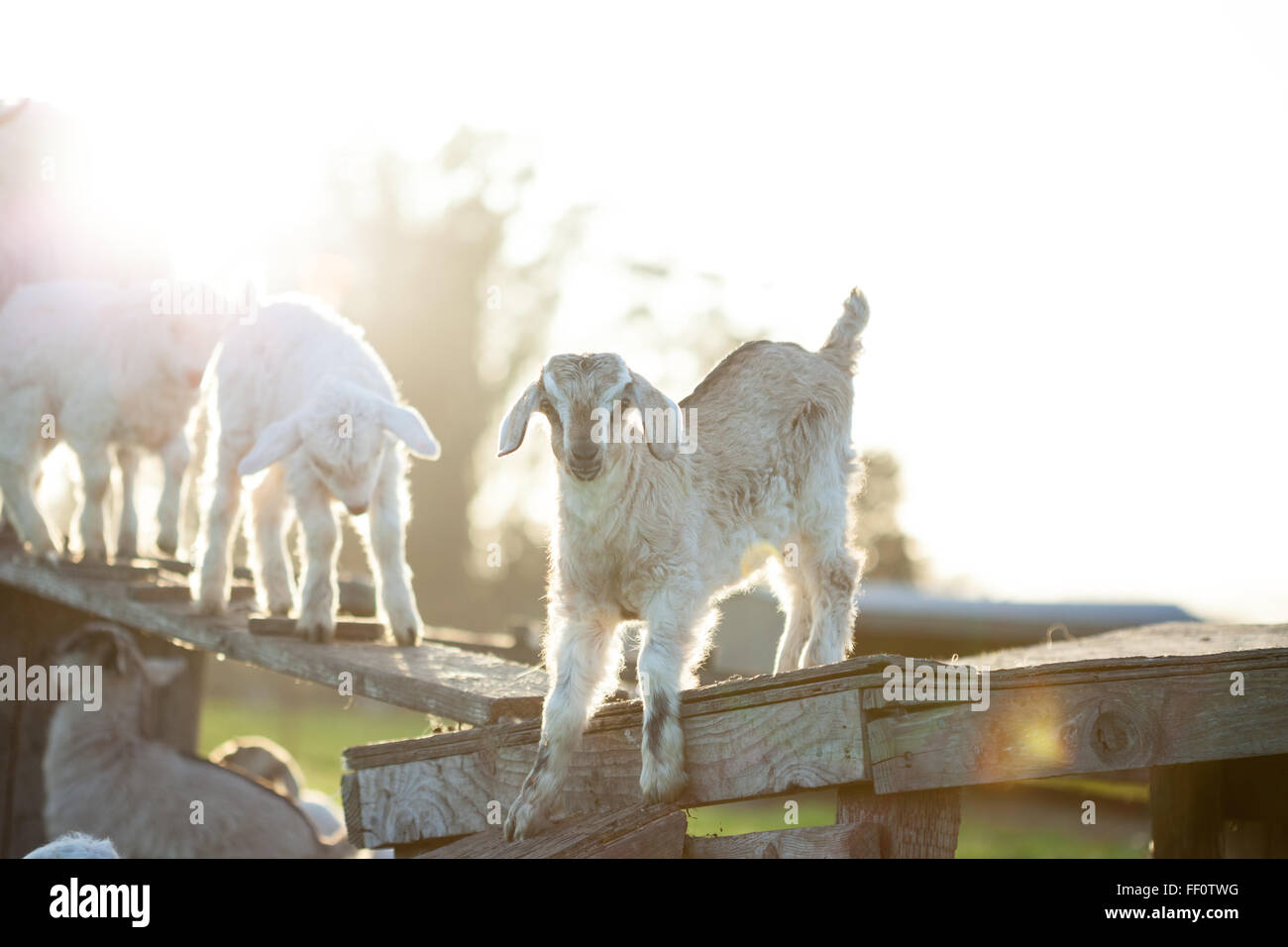 Baby goats playing in the golden hour. Stock Photo