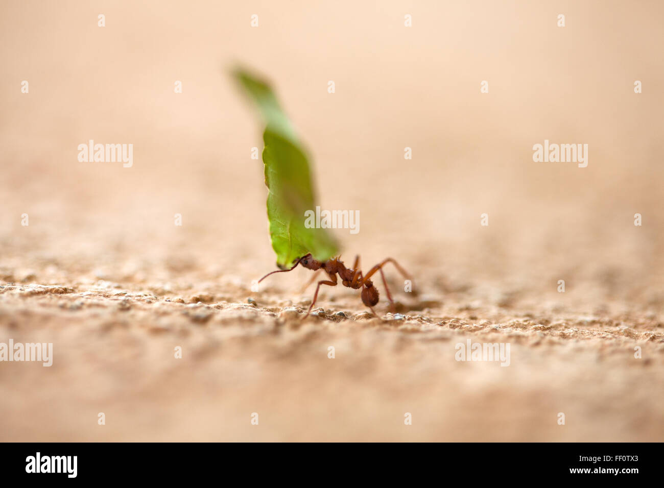 A close-up of a single leaf cutter ant carrying a piece of green leaf across a textured surface. Stock Photo