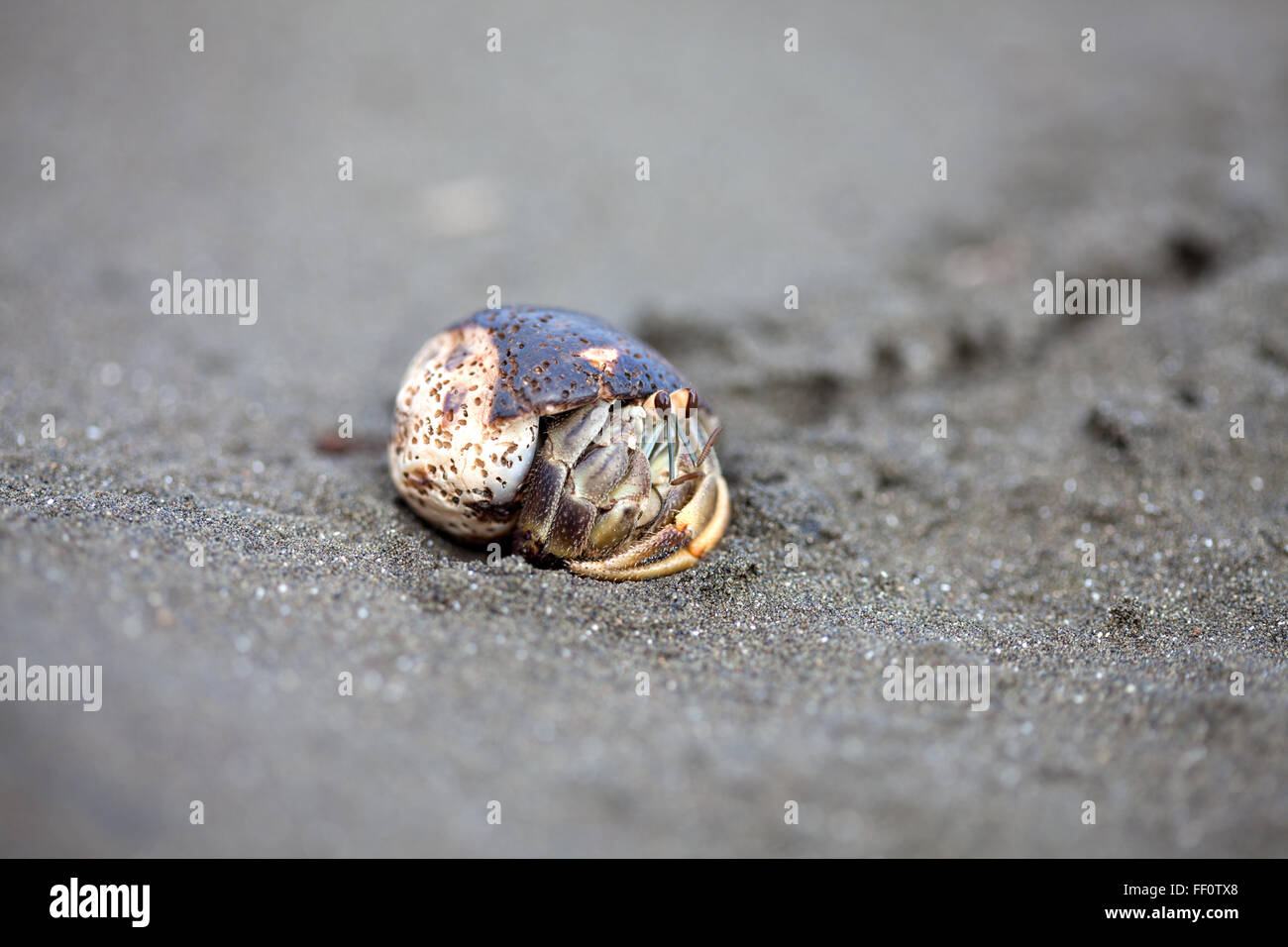 A closeup of a hermit crab in a shell on the sand at the beach Stock