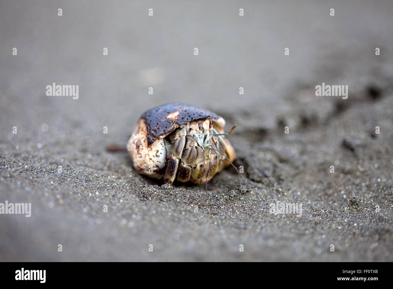 A closeup of a hermit crab in a shell on the sand at the beach Stock