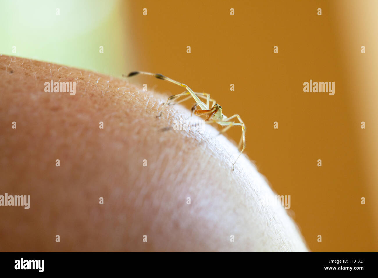 A macro view of a small delicate spider sitting on a human's shoulder. Stock Photo
