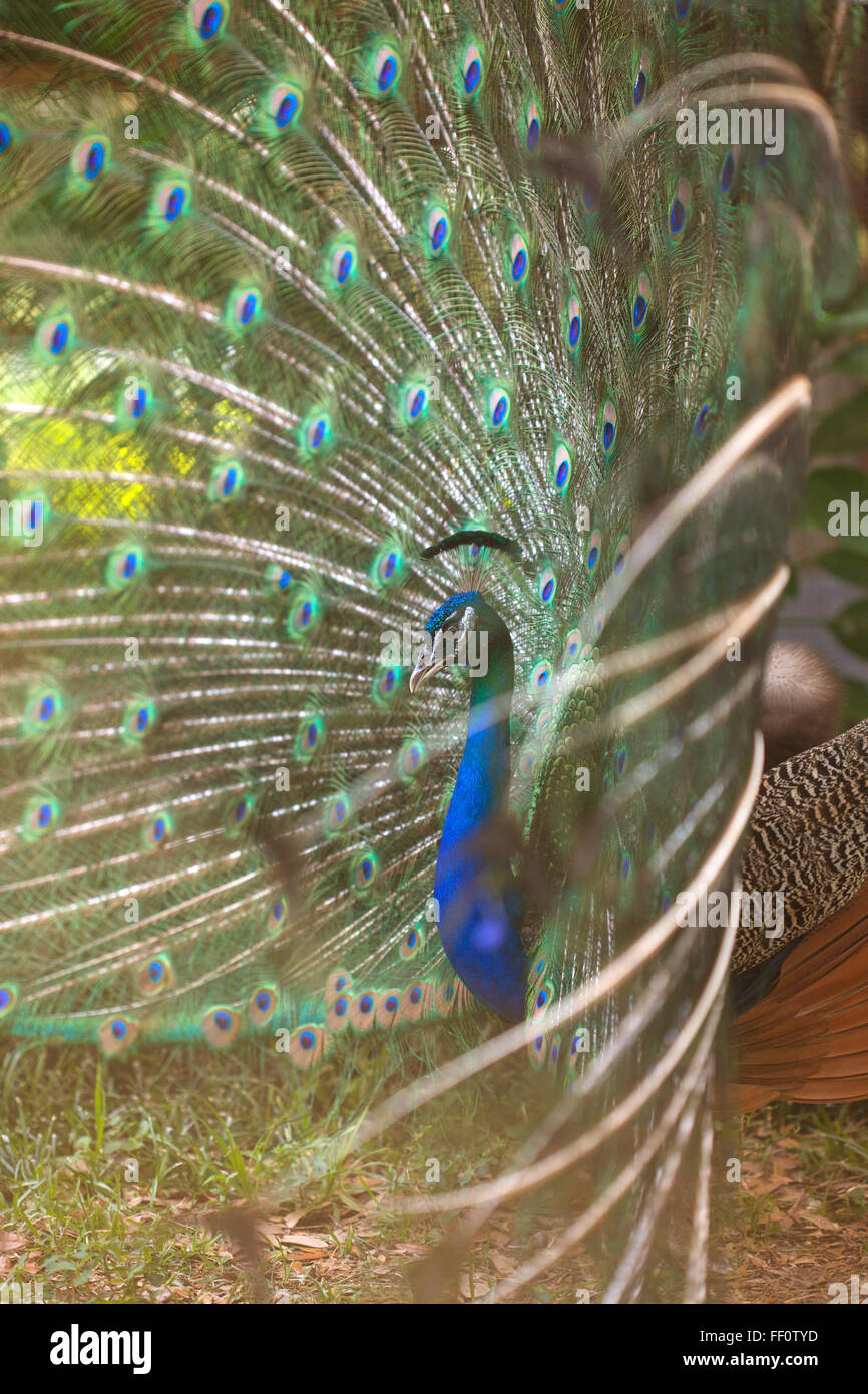 Side view of peacock displaying his tail feathers. Stock Photo