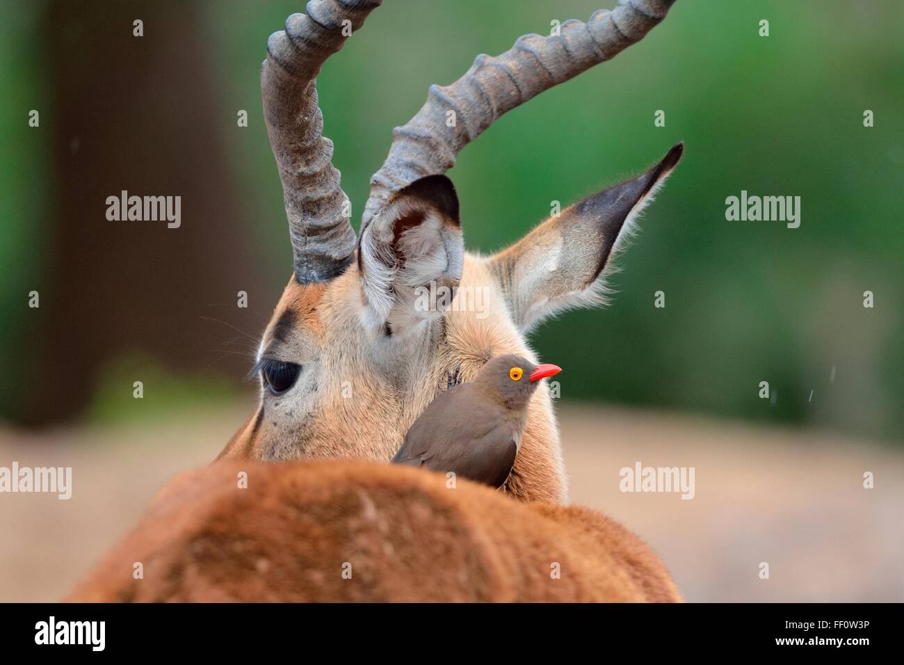 Red-billed Oxpecker (Buphagus erythrorhynchus), on the neck of a male Impala (Aepyceros melampus), Kruger N. Park, South Africa Stock Photo