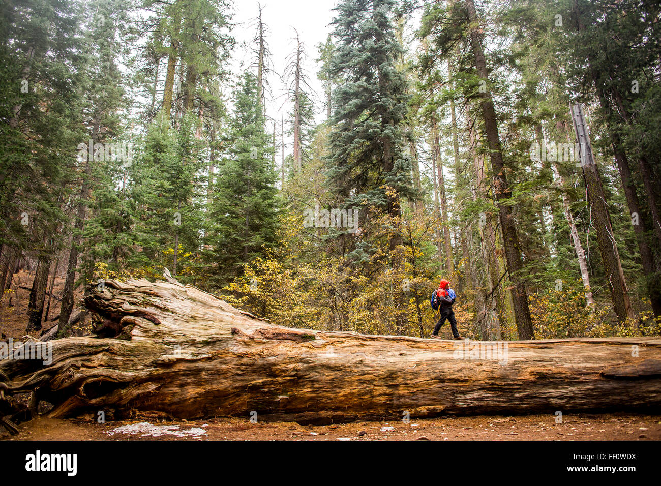 Caucasian girl walking in Yosemite National Park, California, United States Stock Photo