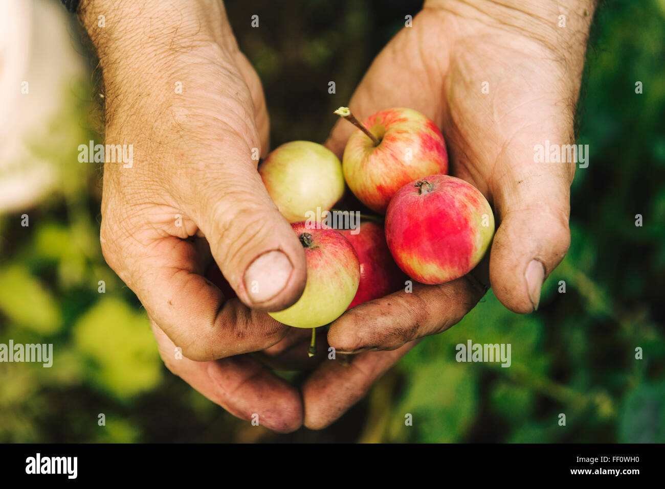 Caucasian farmer holding fruit Stock Photo