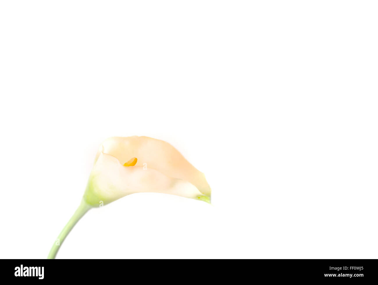 Close up of blooming flower Stock Photo