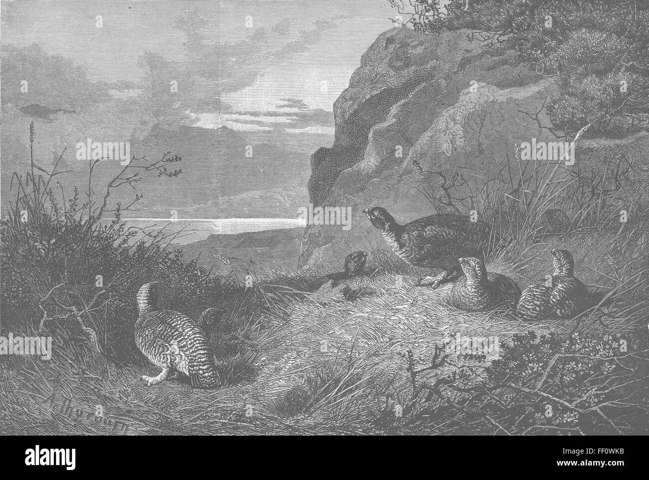 GROUSE 12th-moment of suspense 1855. The Graphic Stock Photo