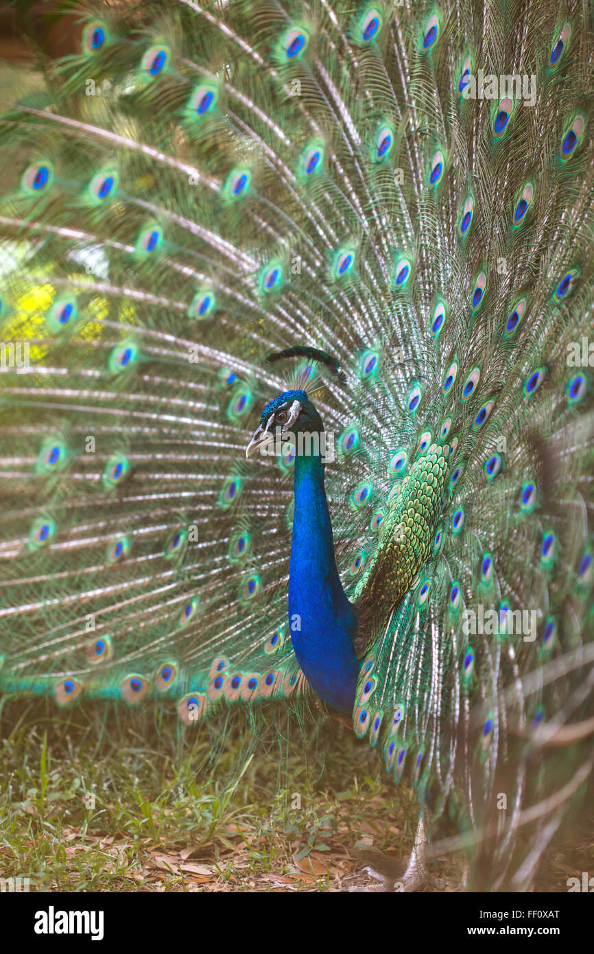 Side view of peacock displaying his tail feathers. Stock Photo