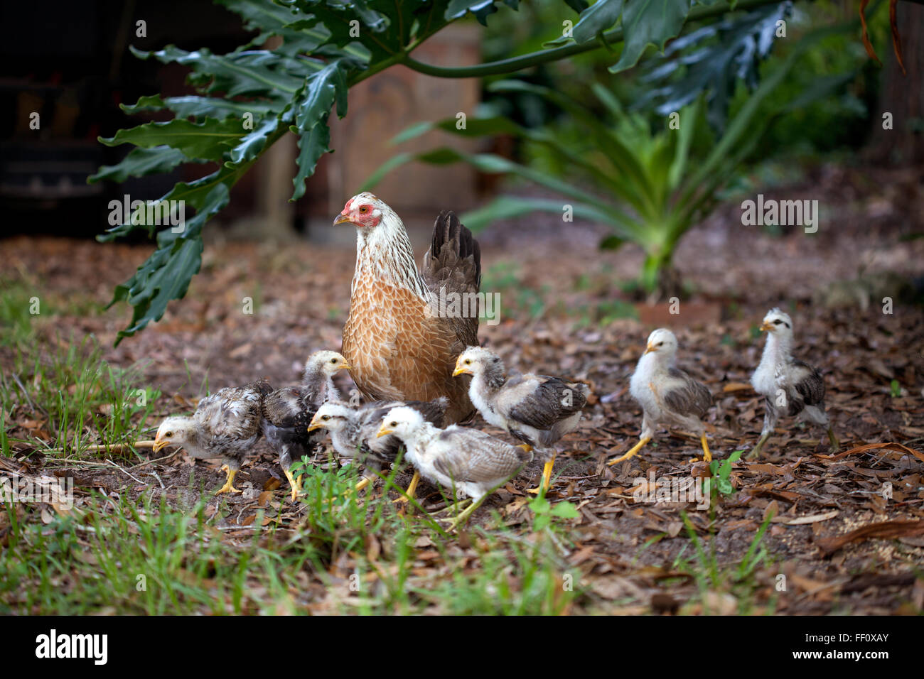 A mother hen watches over her brood of chicks as they run for food. Stock Photo