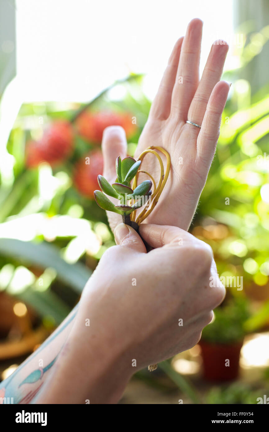 A florist holds up a small arrangement against her palm to asses it's composition. Stock Photo