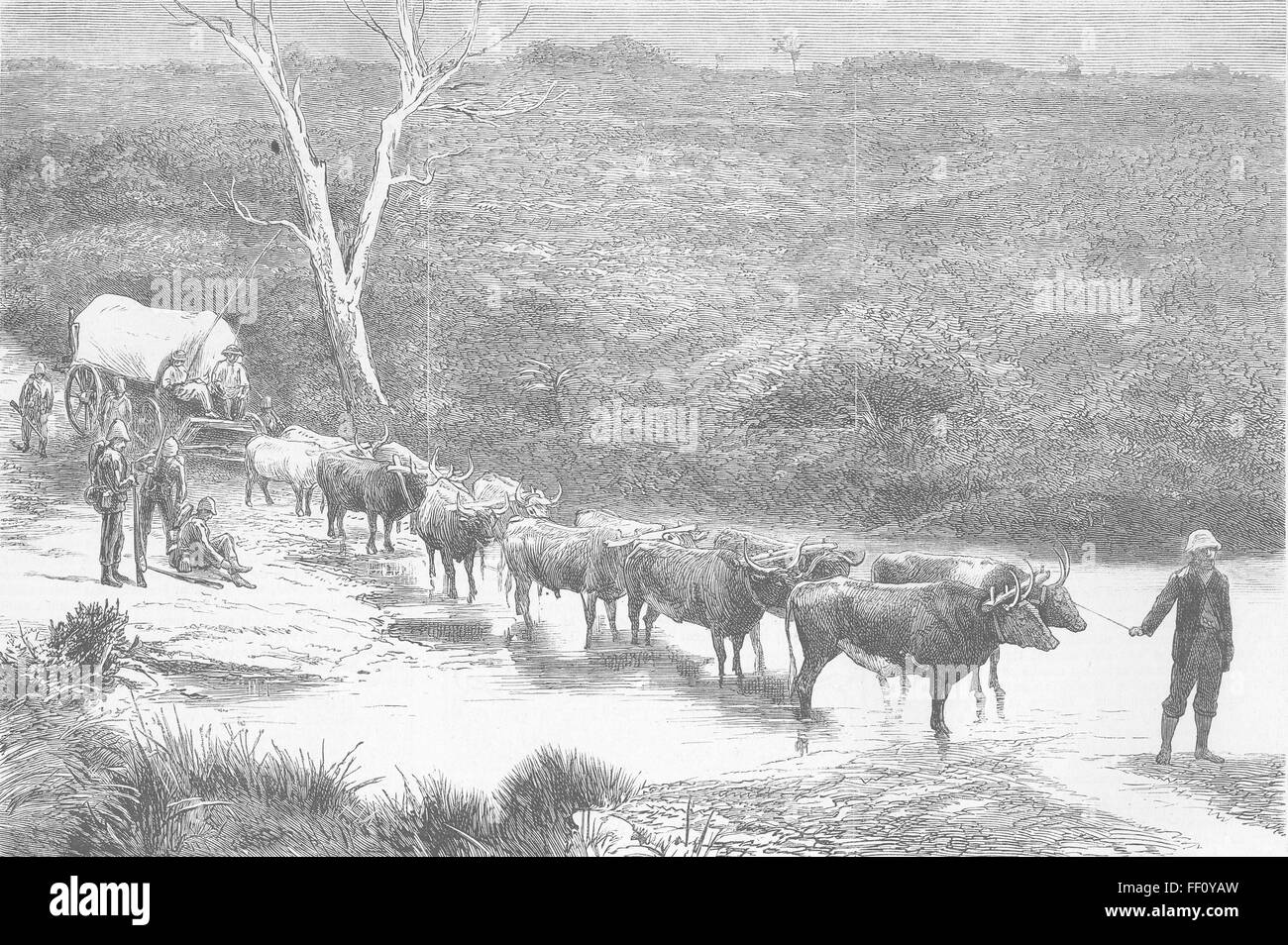 SOUTH AFRICA Xhosa War span of oxen, Natal 1879. The Graphic Stock Photo
