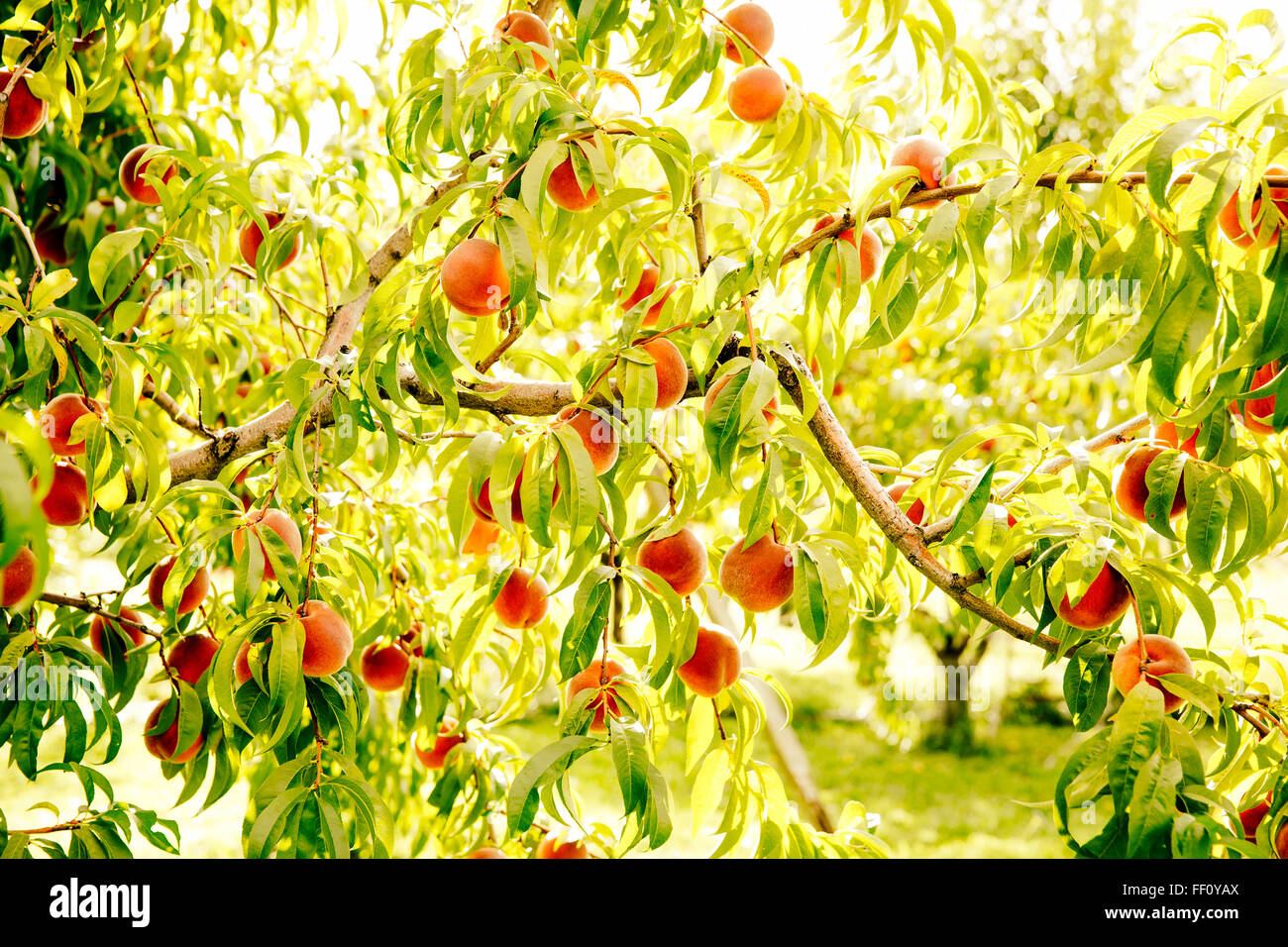 Fruit growing on tree branches Stock Photo Alamy