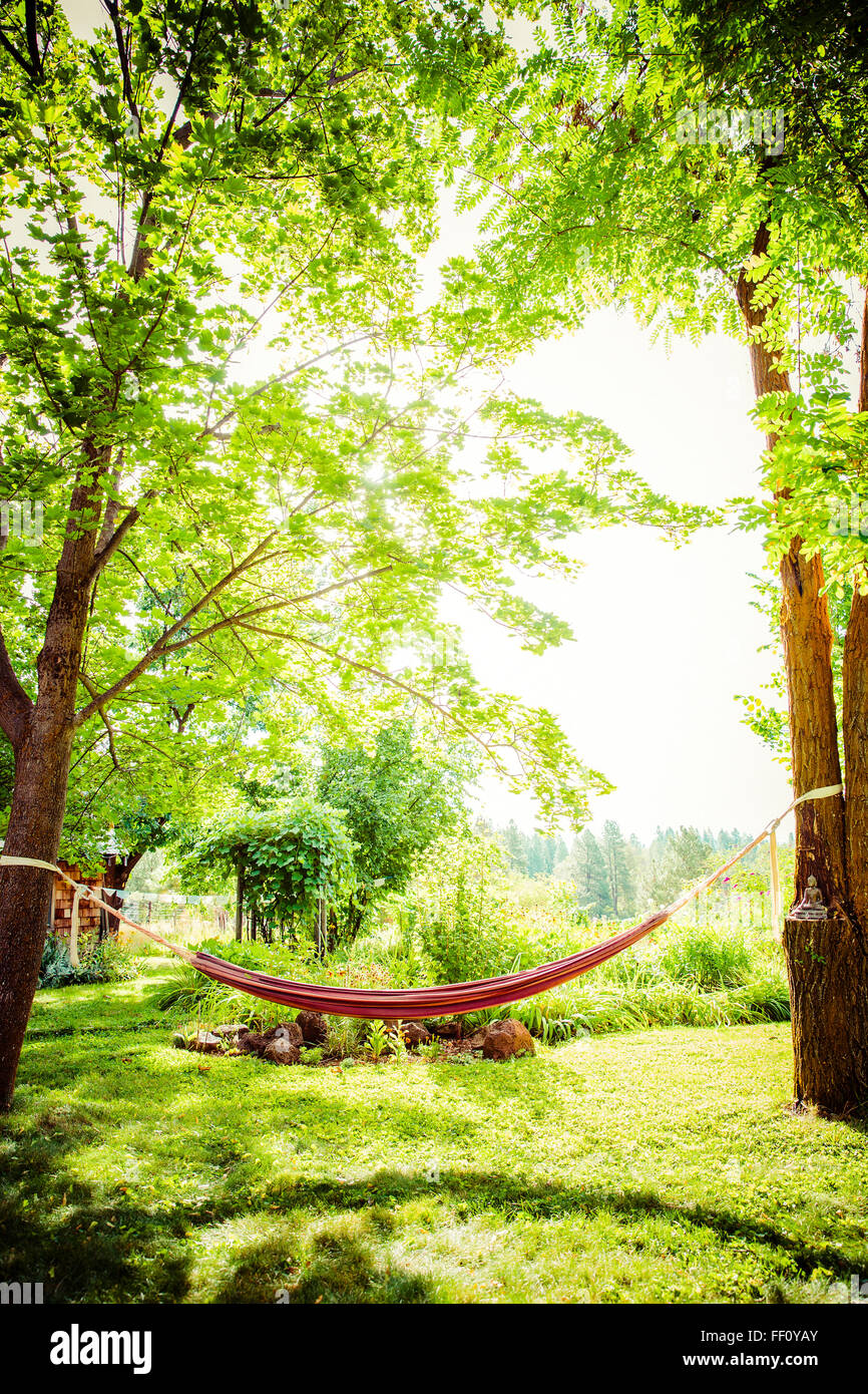 Hammock between trees in backyard Stock Photo Alamy