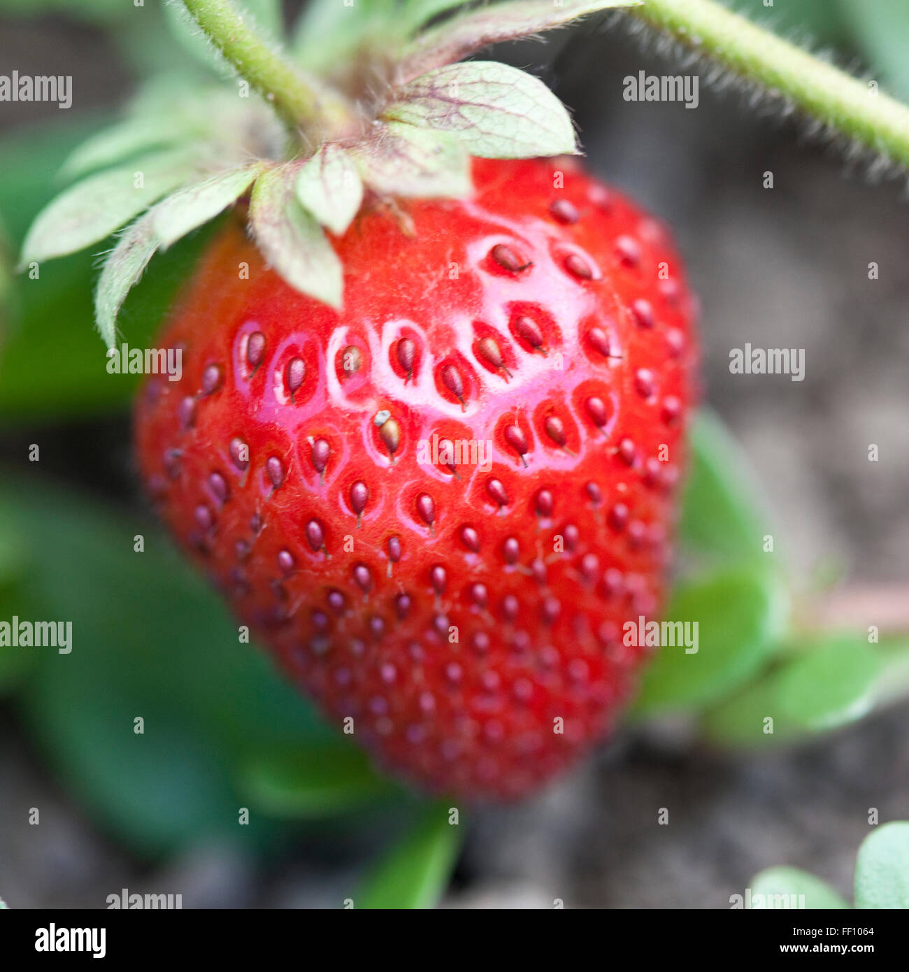 Close up of strawberry on vine Stock Photo