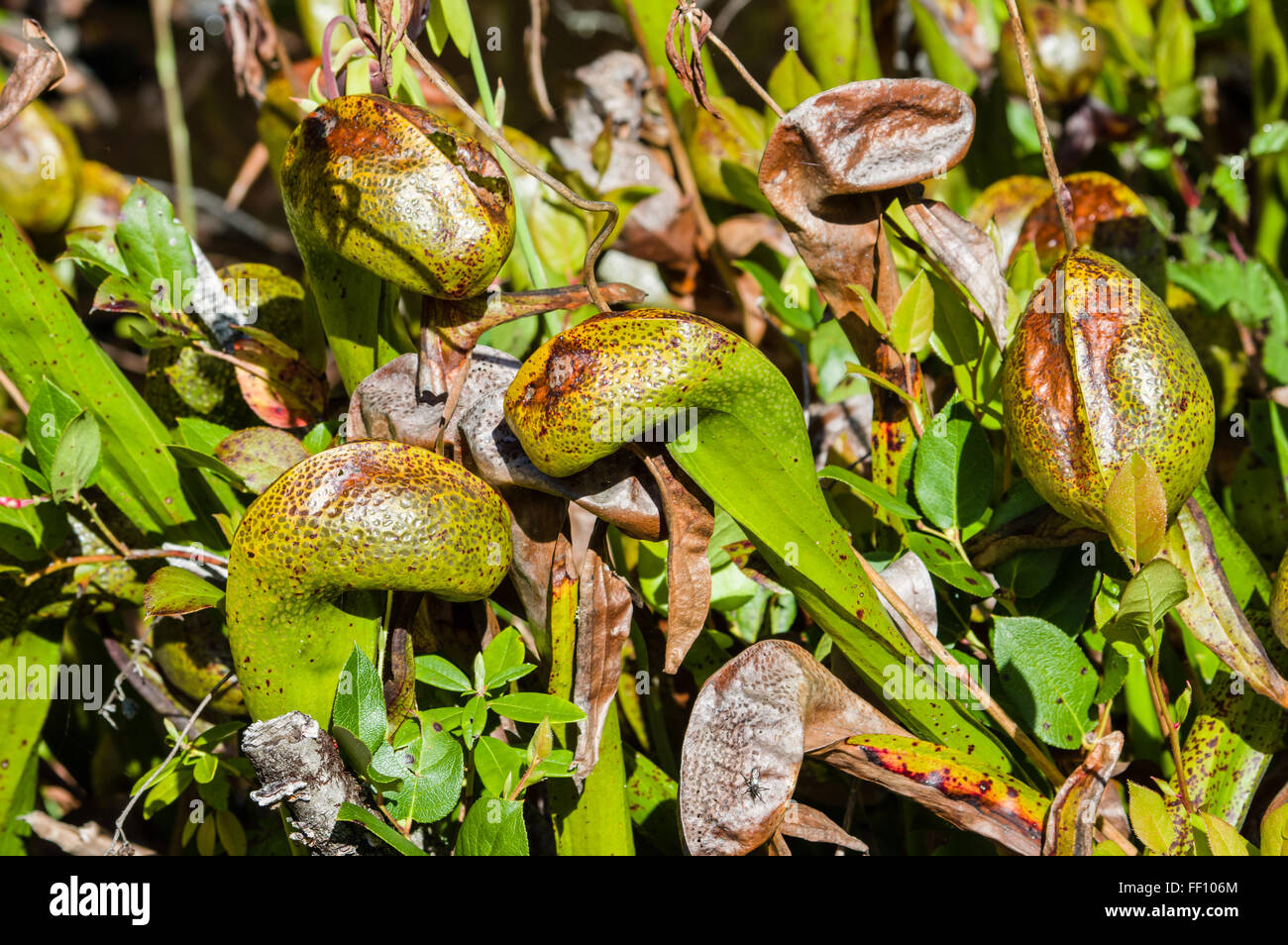 Wetland plants oregon hires stock photography and images Alamy
