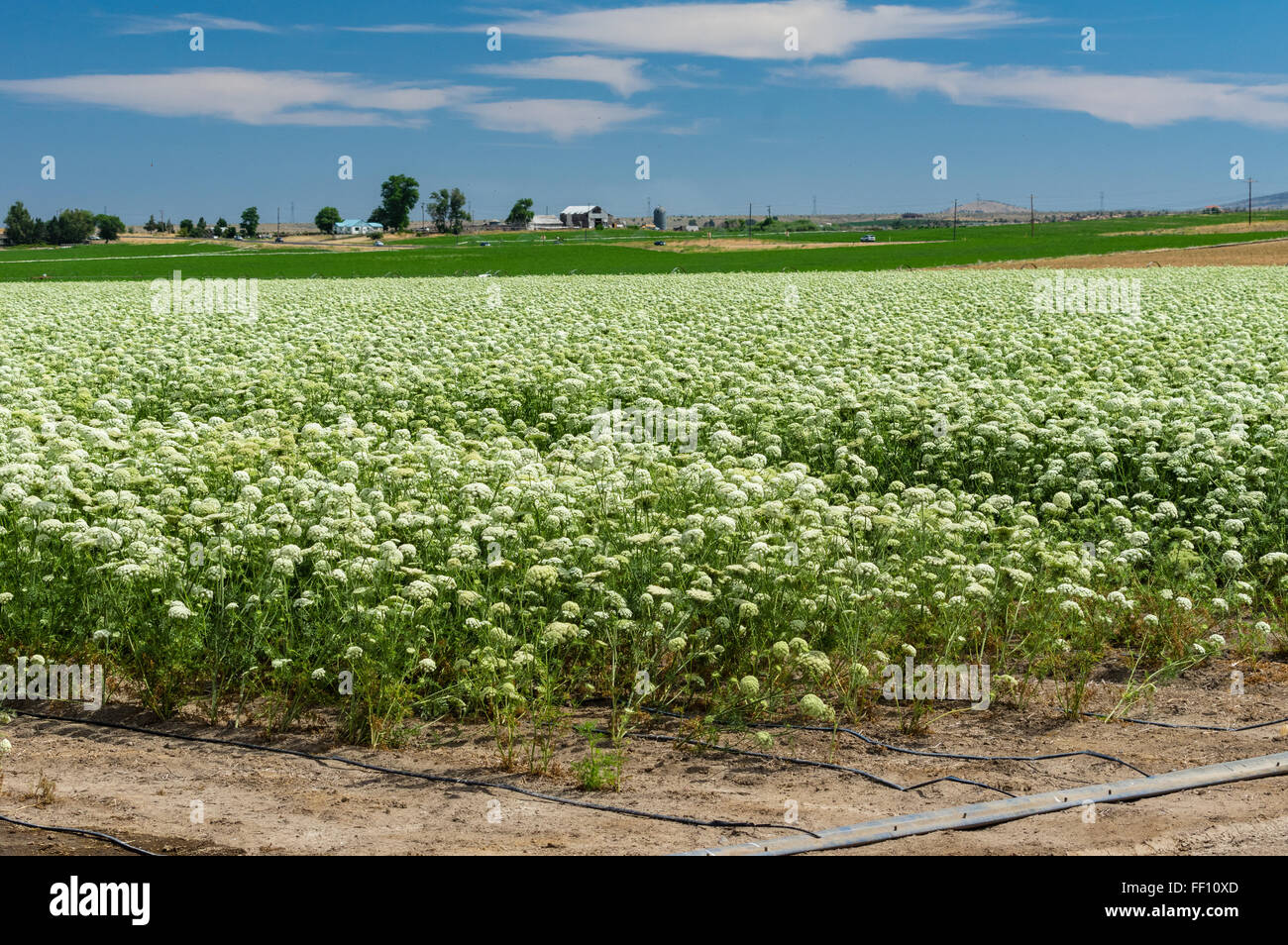 Field of carrot plants being grown to harvest seed for future