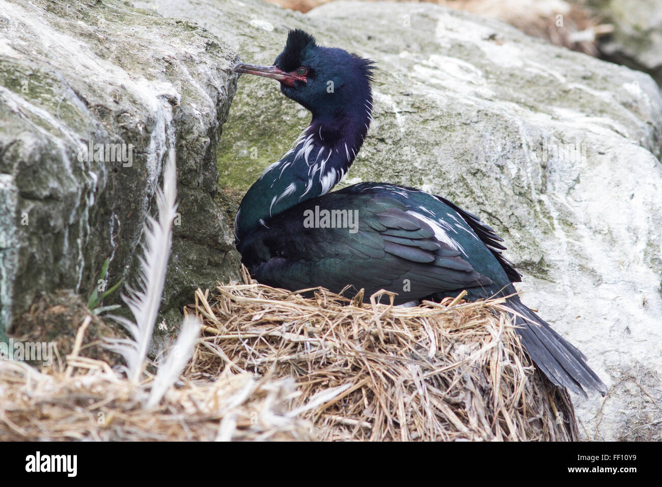 pelagic cormorant sitting in a nest in the rocks Stock Photo