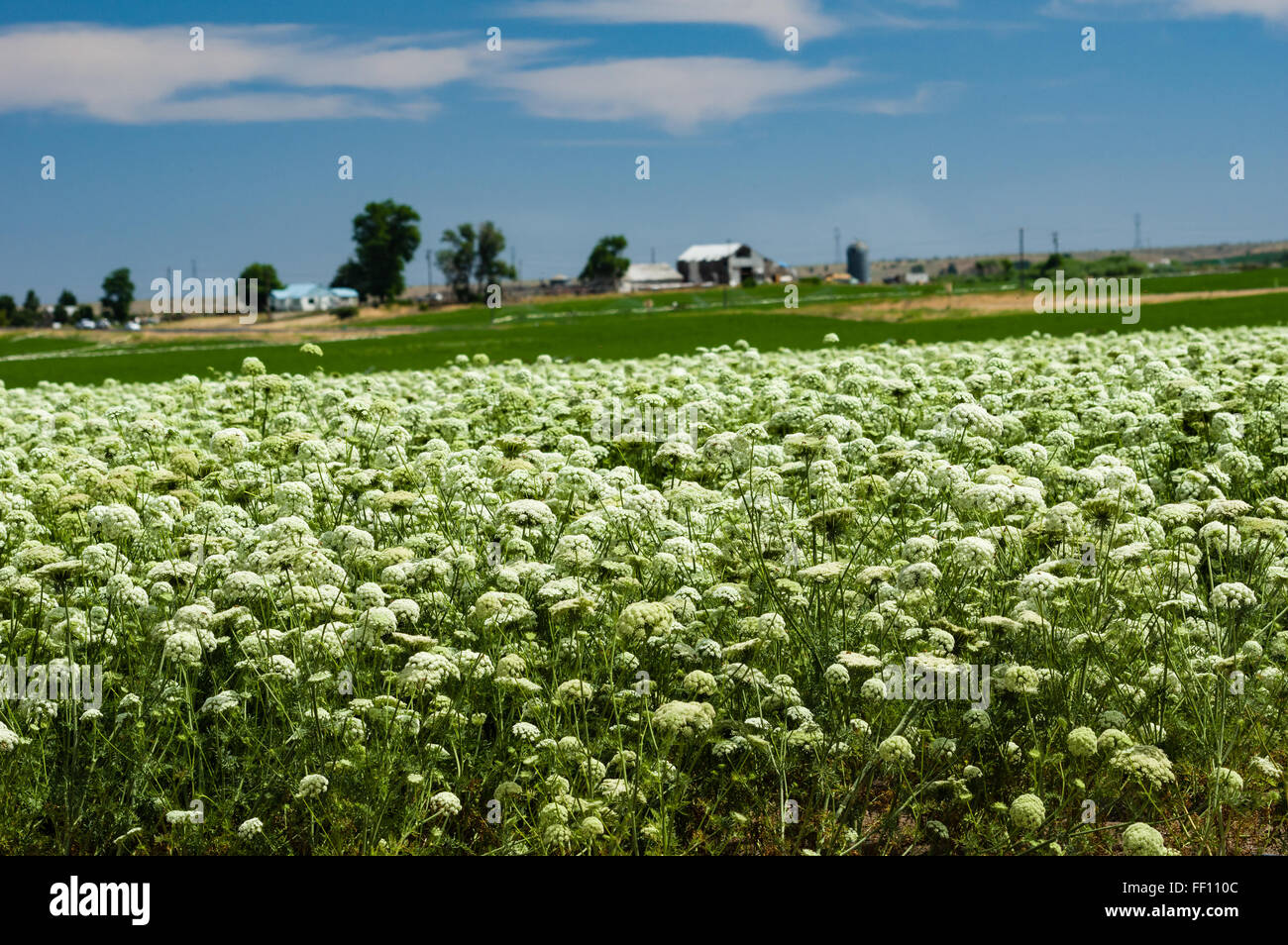 Field of carrot plants being grown to harvest seed for future production.  Eastern Oregon Stock Photo