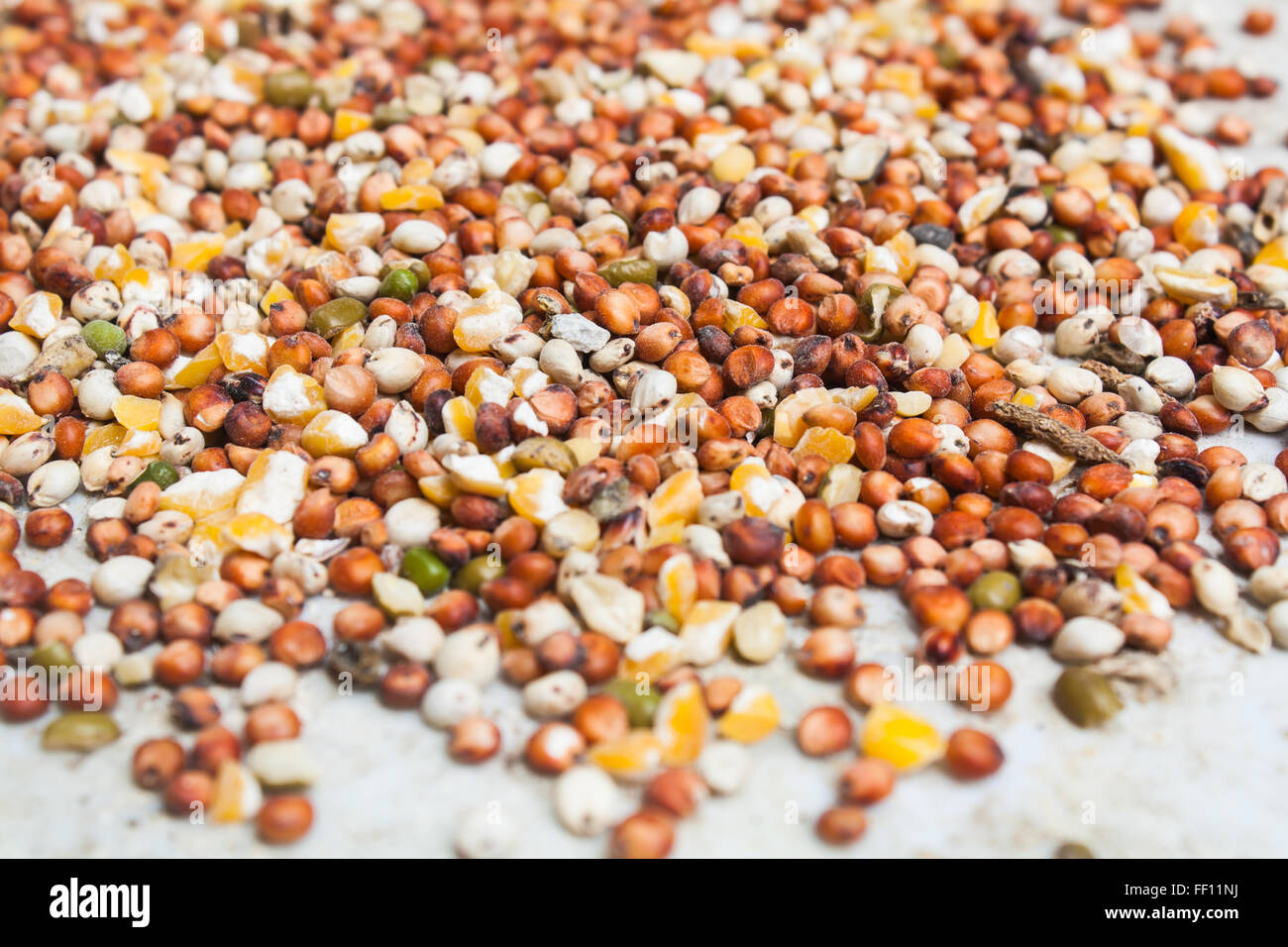 Bird wheat hi-res stock photography and images - Alamy