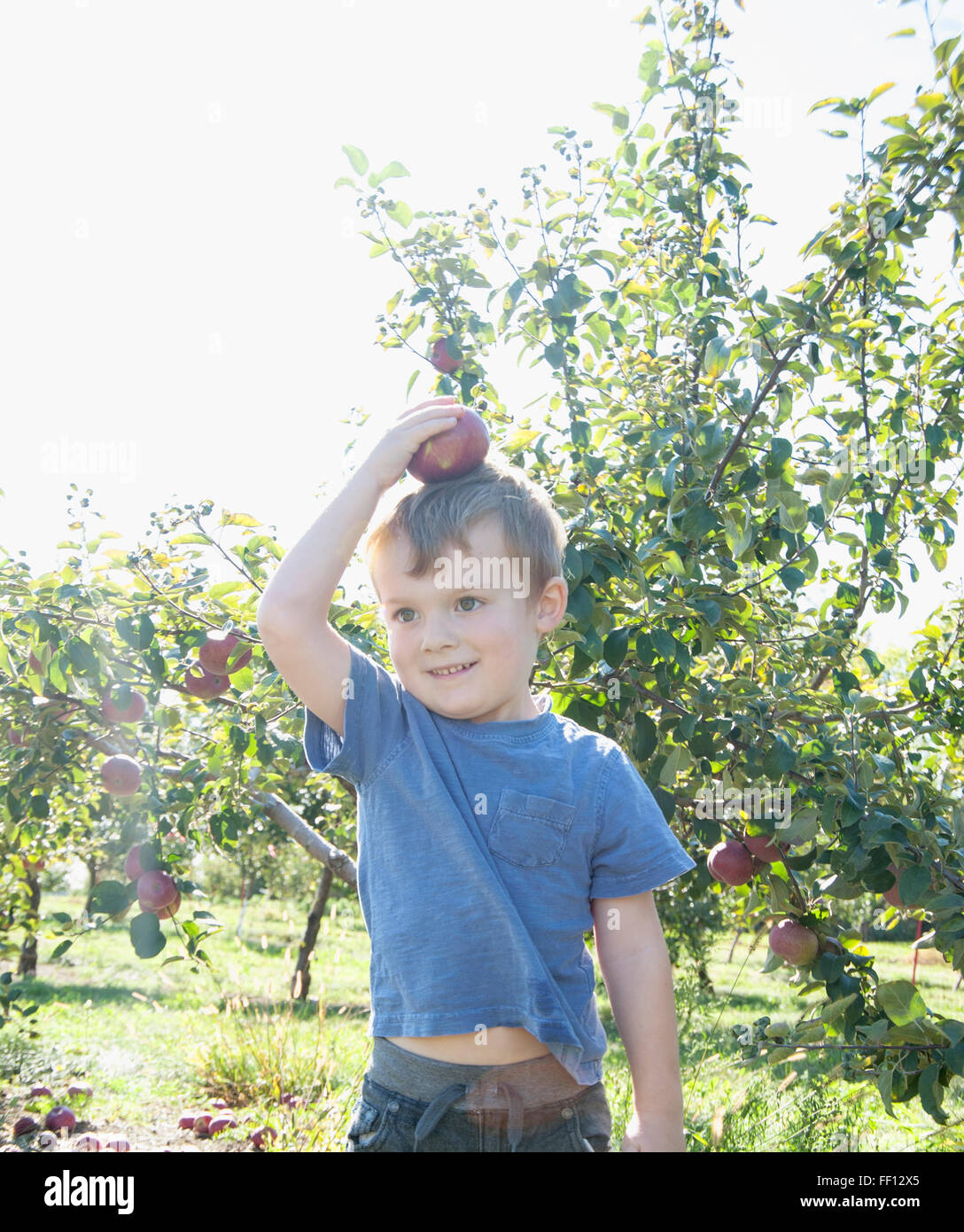 Boy balancing apple on head in orchard Stock Photo