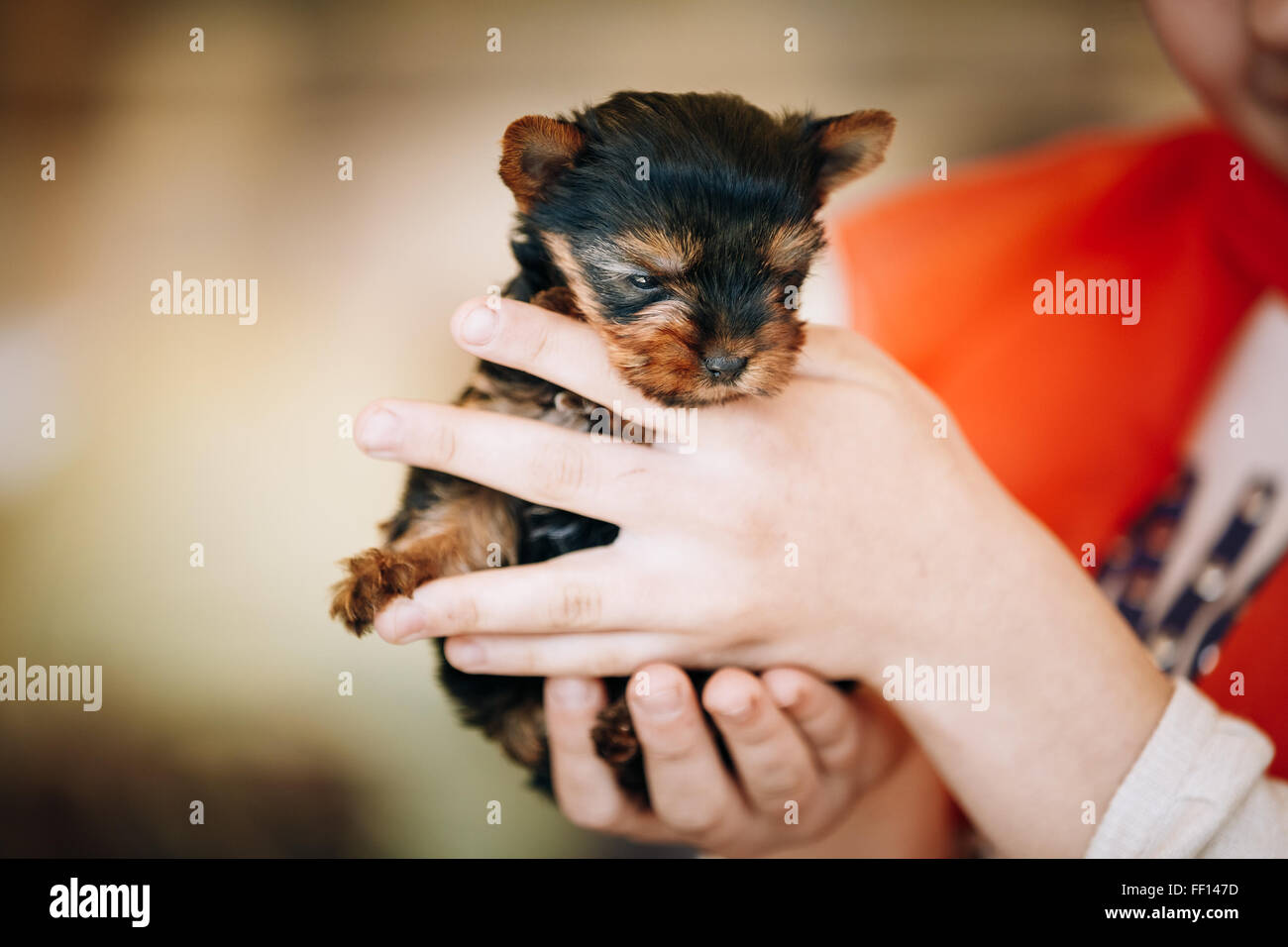 Why Does My Dog Always Want To Hold Hands