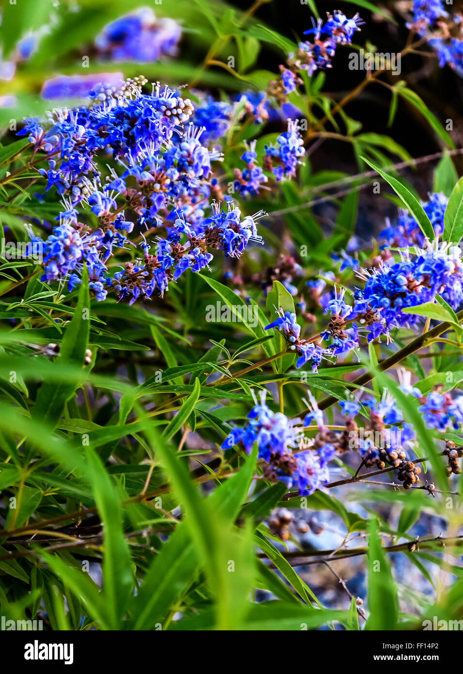 Blue flowering plant Chaste Tree or Monk's pepper (Vitex agnus) Stock Photo