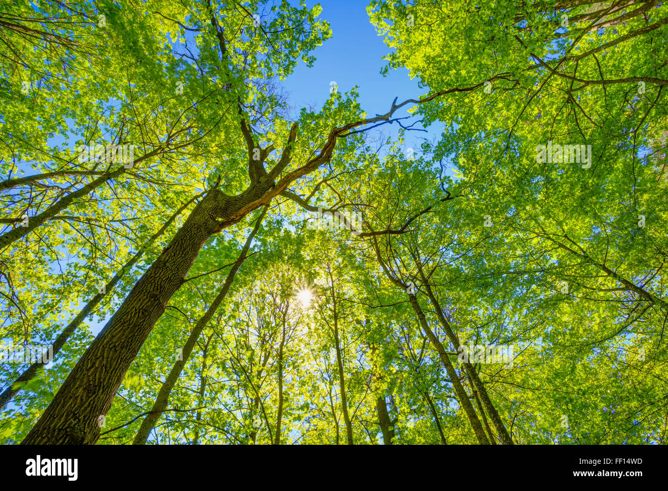 Spring Sun Shining Through Canopy Of Tall Trees. Upper Branches Of Tree
