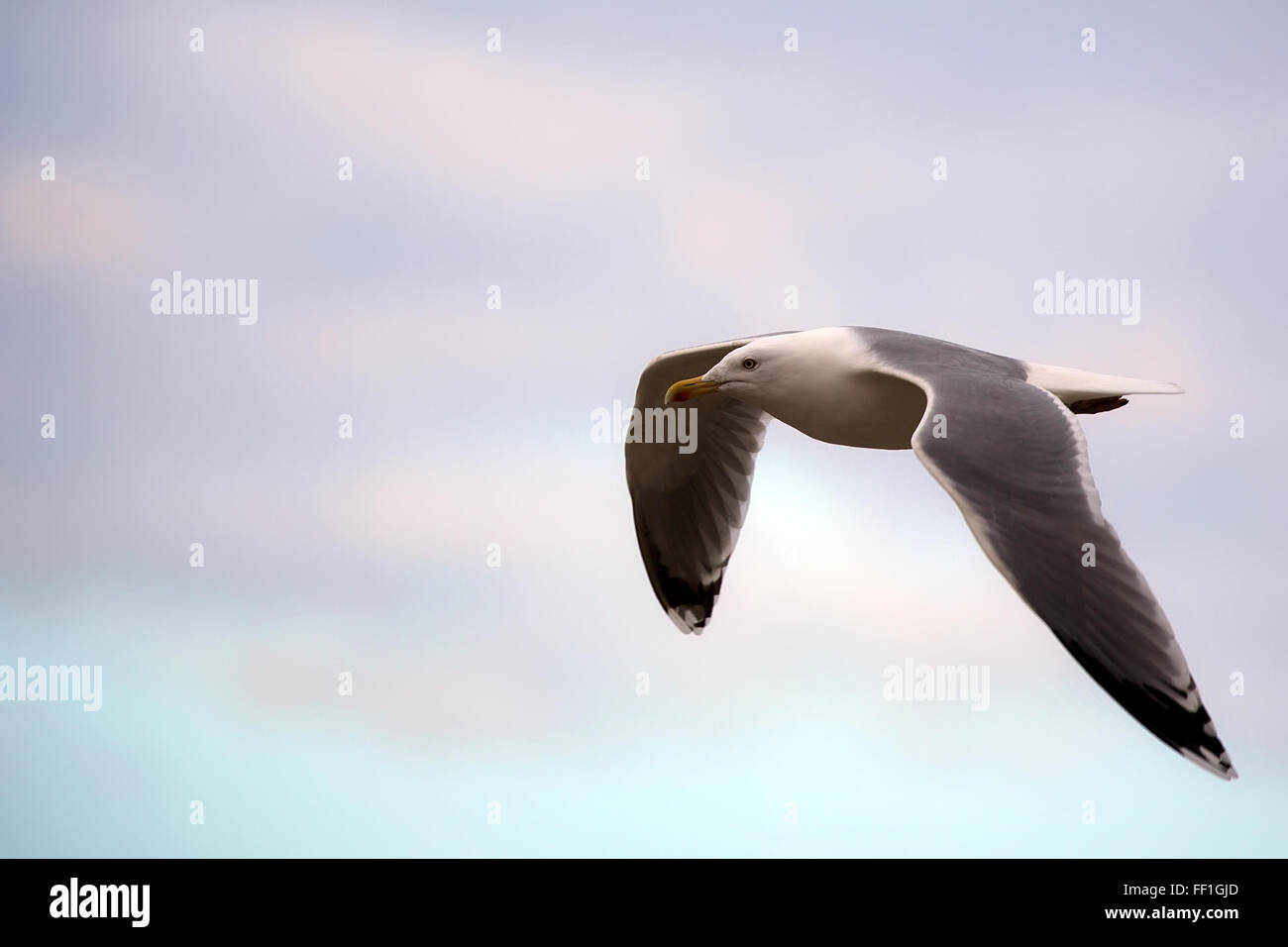 Gull in flight Stock Photo