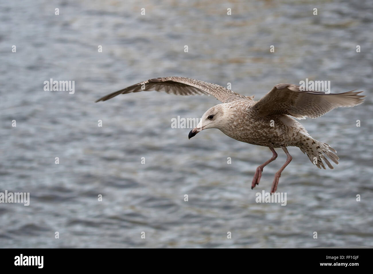 Herring Gull in flight Stock Photo