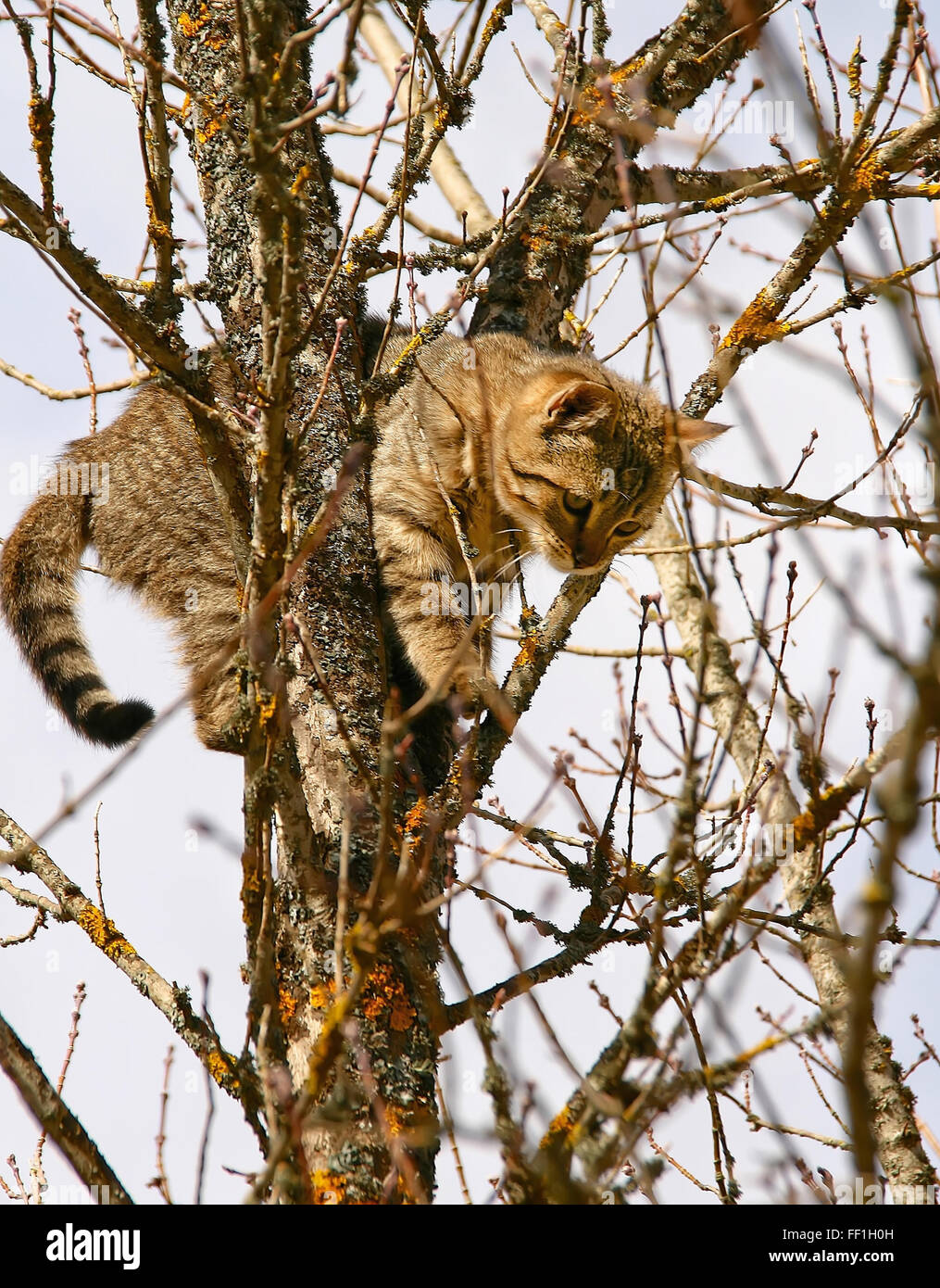 Cat has climbed the tree as she's afraid of the dog hunting her Stock