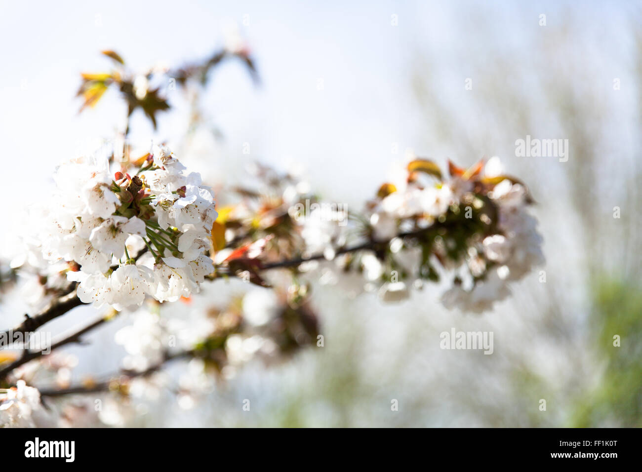 flowering cherry branch on a blue sky Stock Photo - Alamy