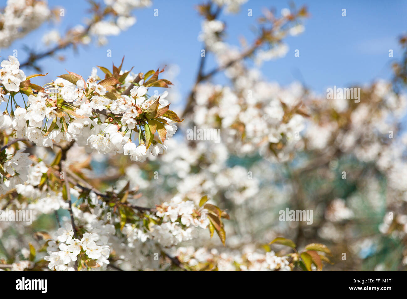 flowering cherry branch on a blue sky Stock Photo - Alamy