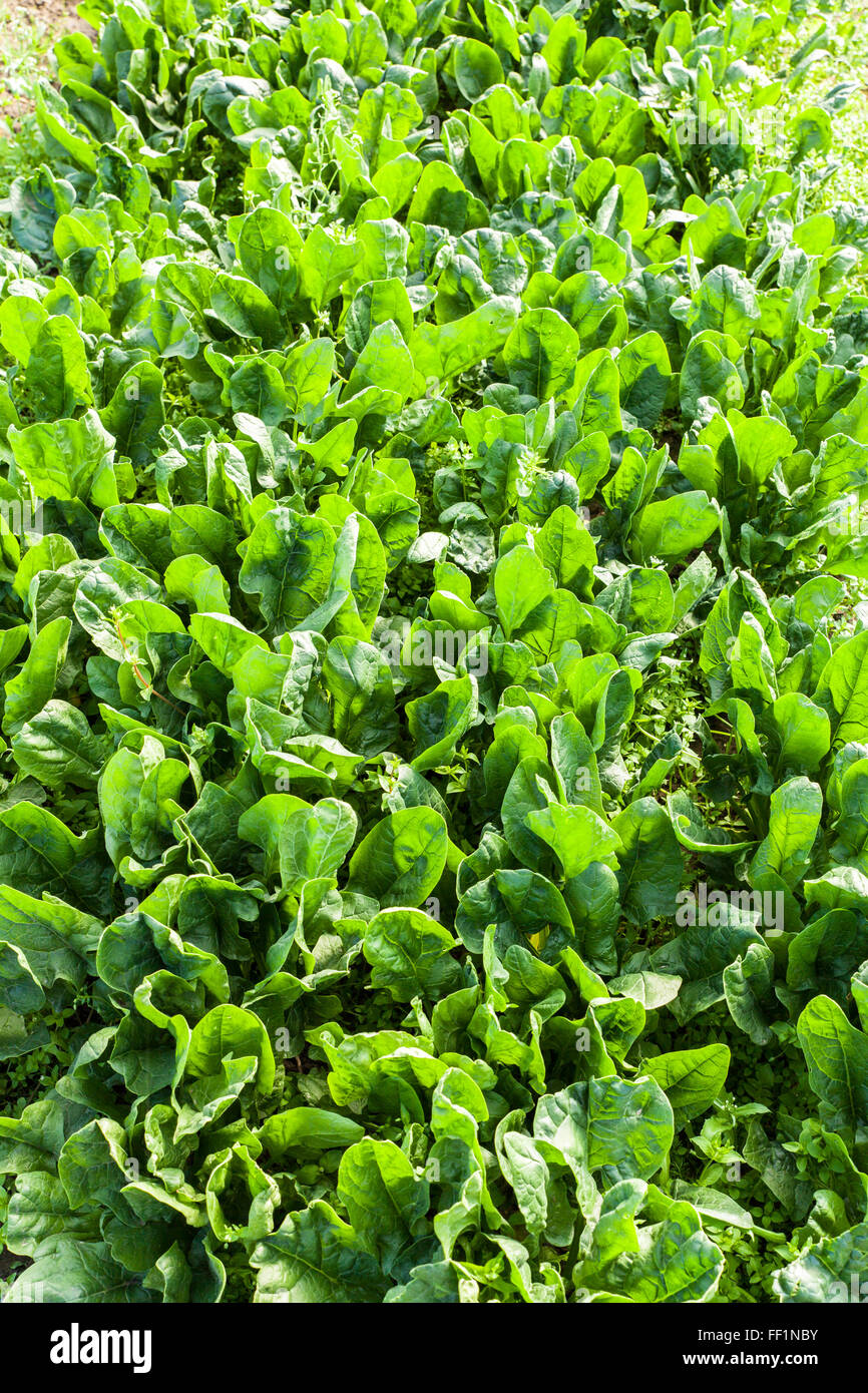 culture of organic salad in greenhouses Stock Photo
