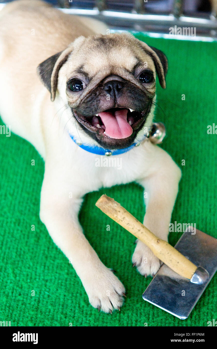 A cute pug dog puppy sitting in his kennel at the Chatuchak ...