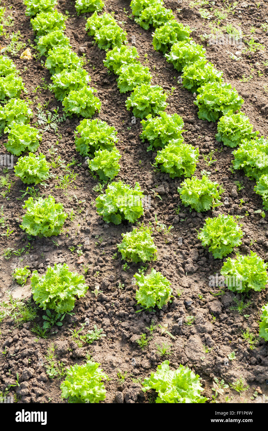 culture of organic salad in greenhouses Stock Photo