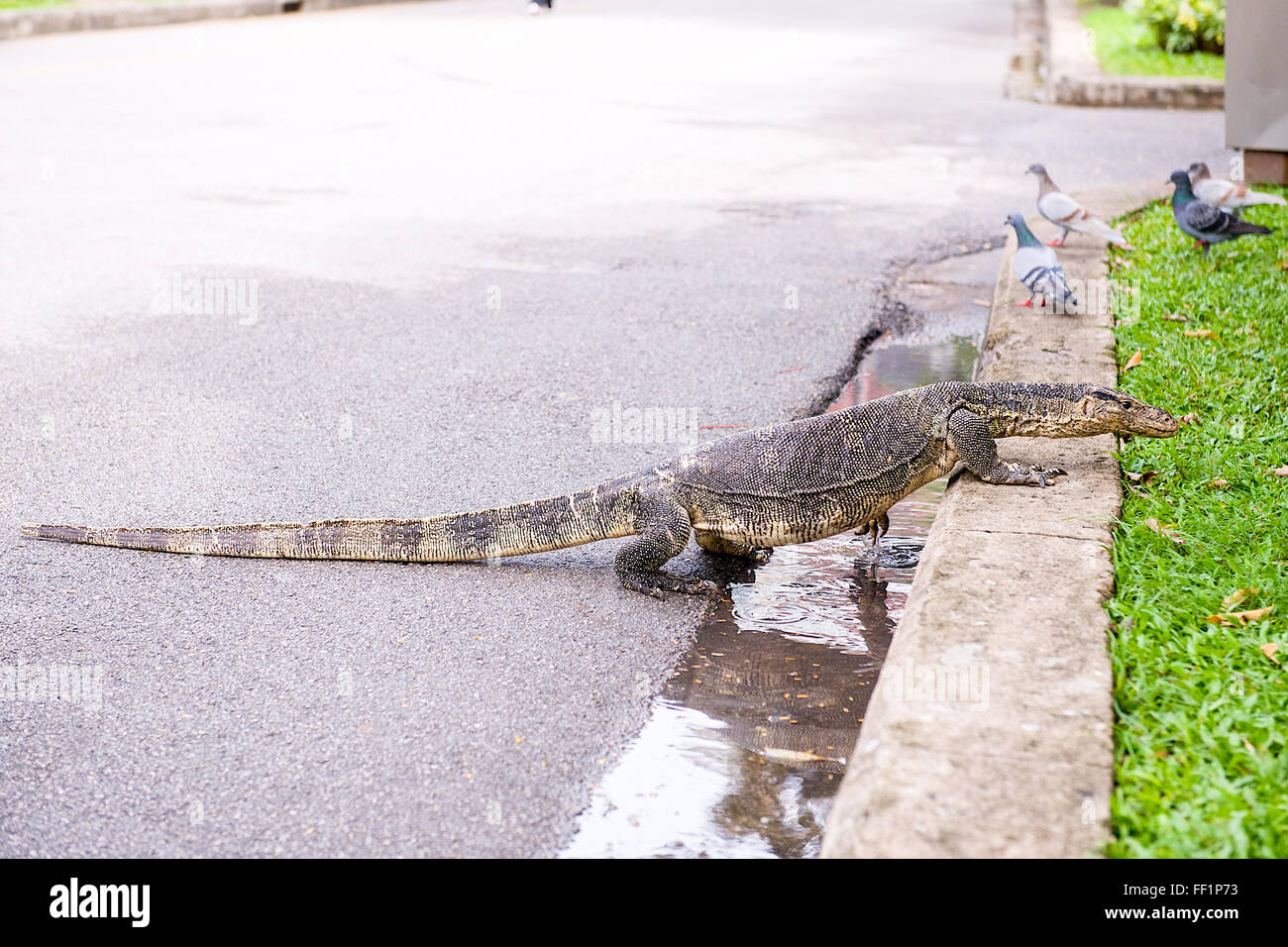A monitor lizard in Lumphini Park Bangkok Thailand Stock Photo