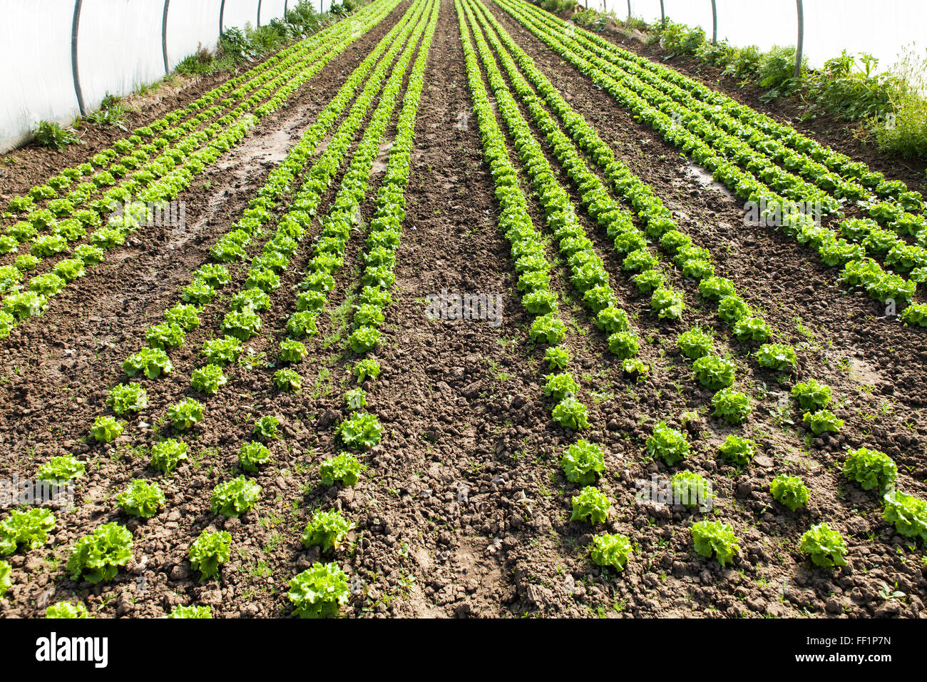 culture of organic salad in greenhouses Stock Photo