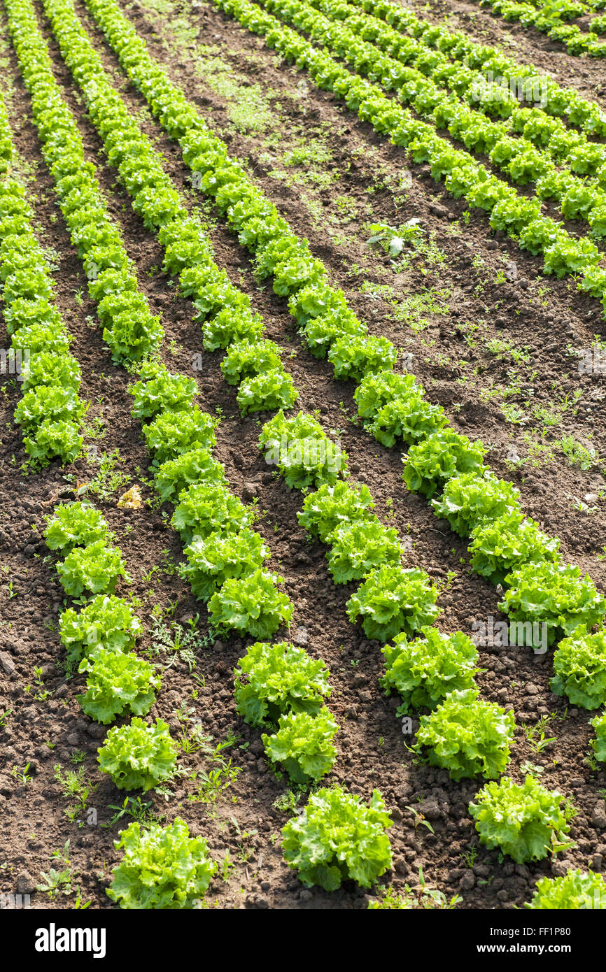 culture of organic salad in greenhouses Stock Photo