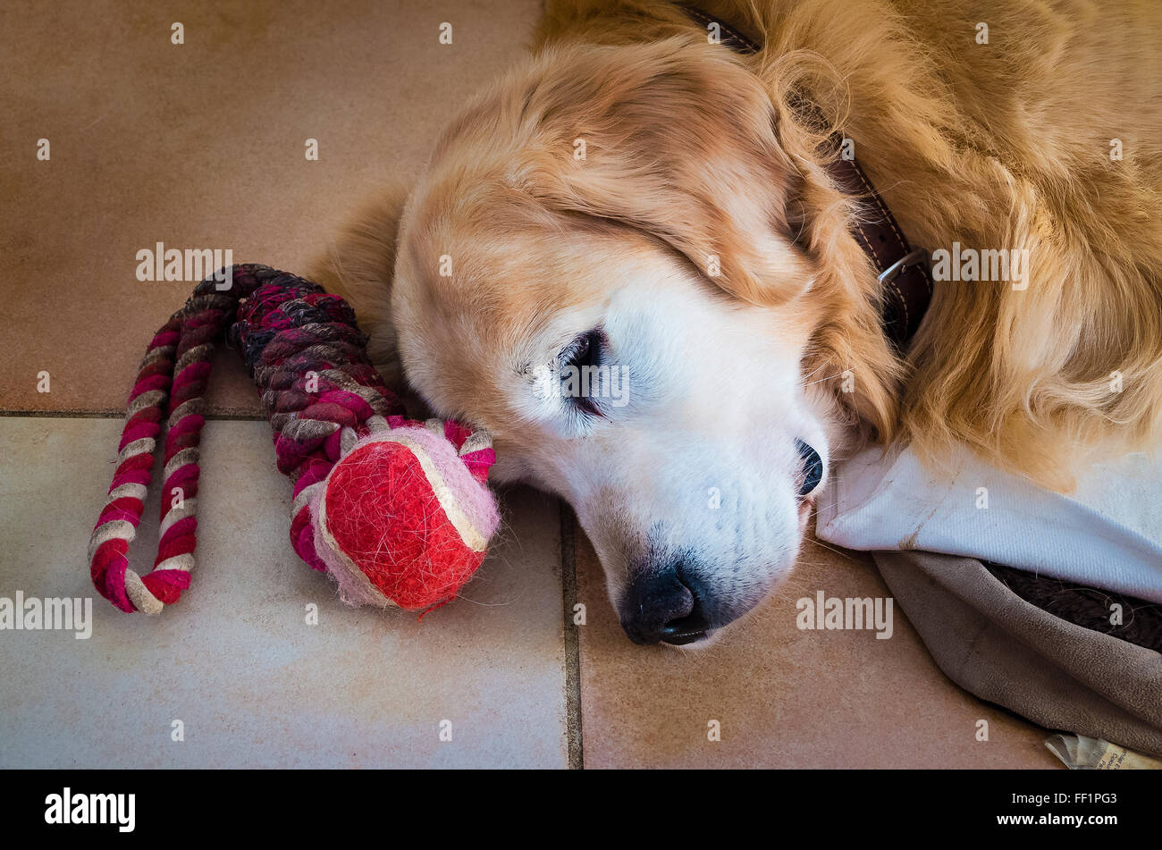 An elderly Golden Retriever dog resting indoors Stock Photo