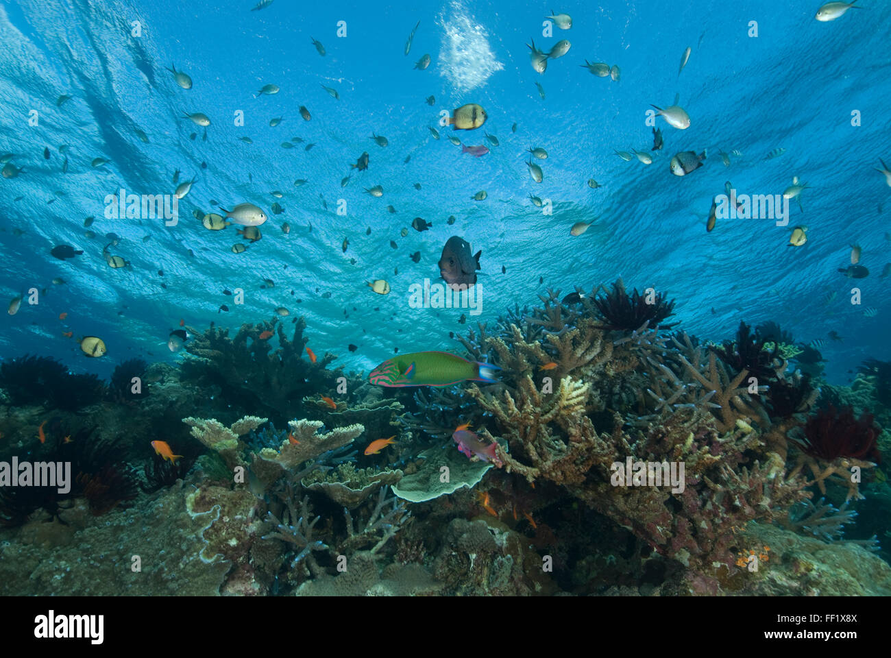Tropical reef fish swimming over coral reef top Stock Photo