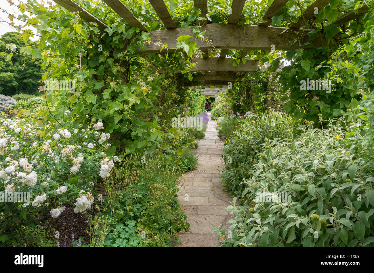 Pergola tunnel filled with plants in Hestercombe historic gardens Somerset Stock Photo