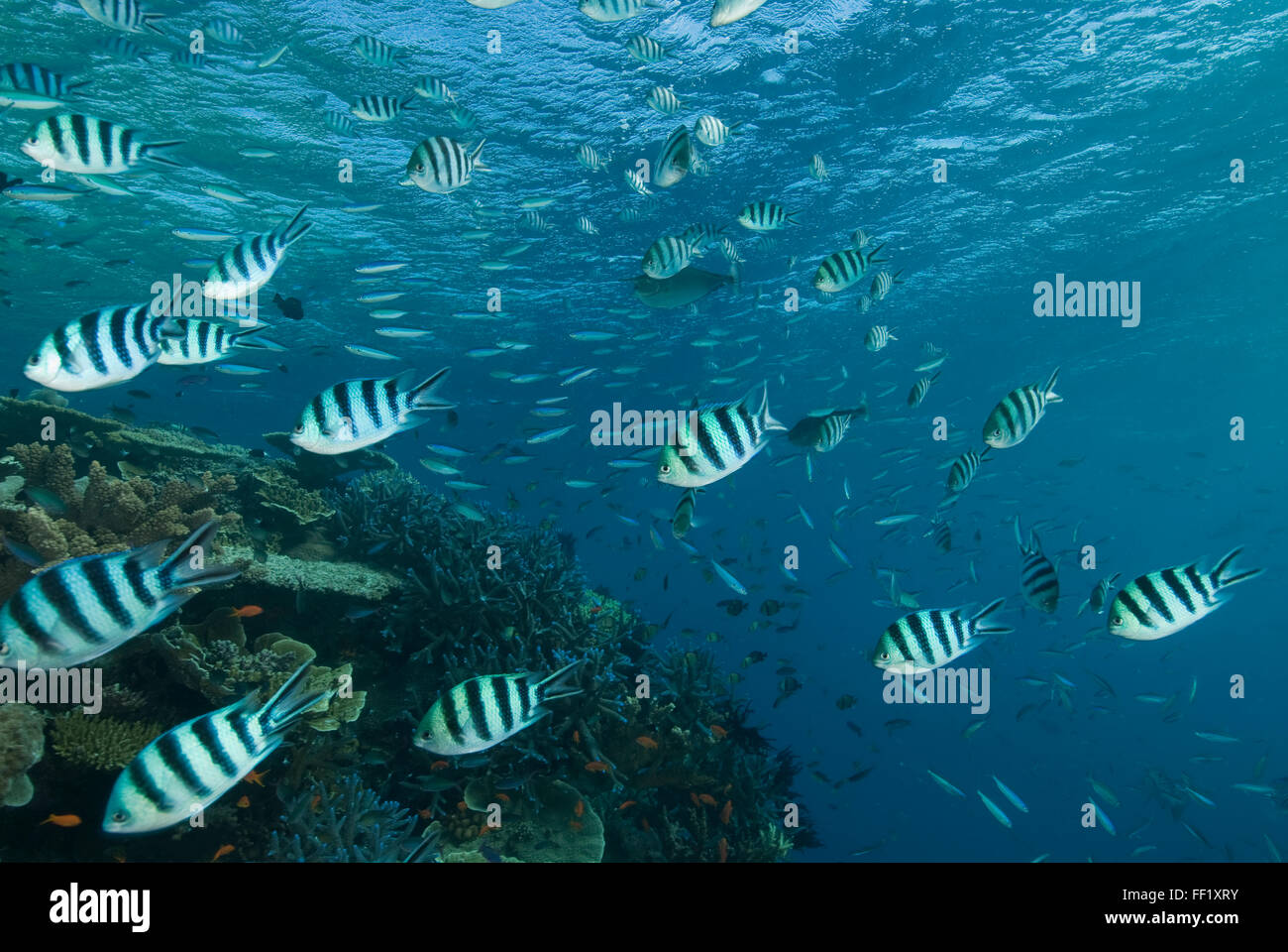 schooling Sergeant Major Damsel Fish (Abudefduf saxatilis) over reef top Stock Photo
