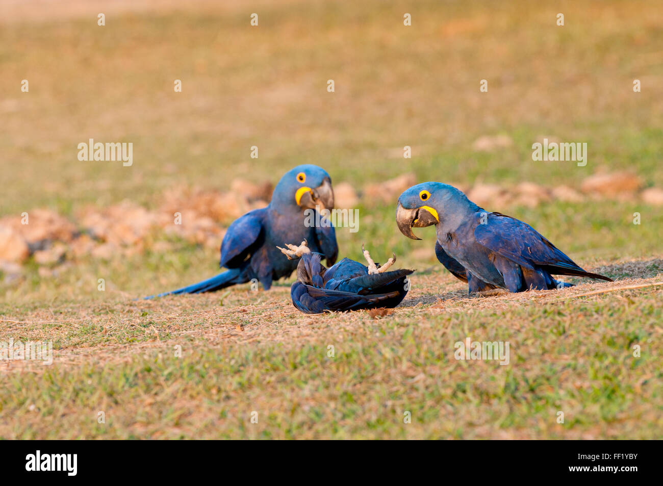 Hyacinth macaws (Anodorhynchus hyacinthinus) playing (bird in center 'playing dead') in the Brazilian Pantanal Stock Photo