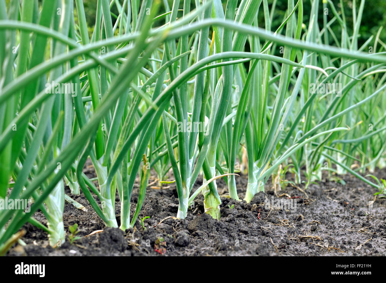 Organic onion field hi-res stock photography and images - Alamy