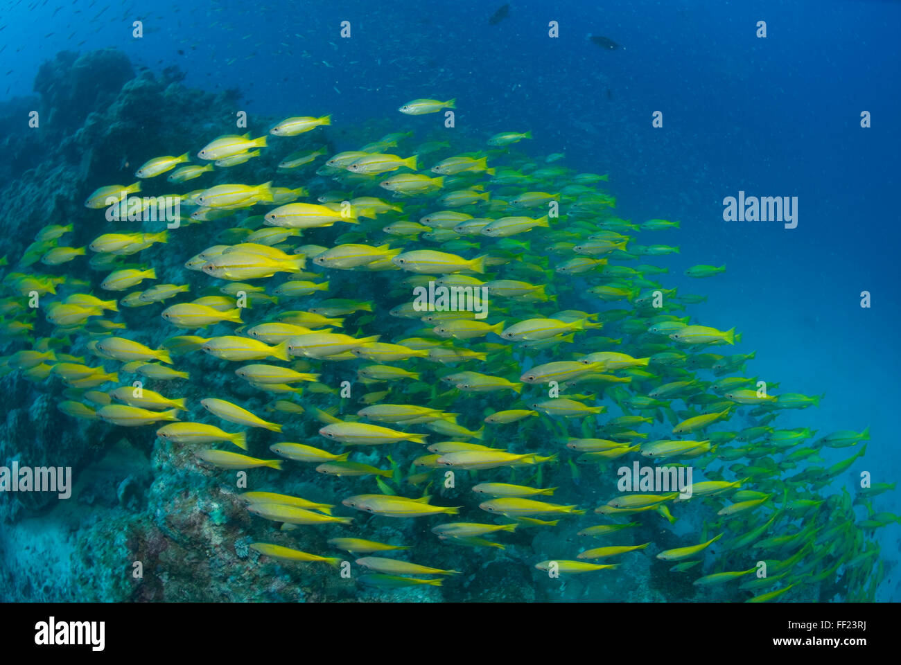 A school of Bigeye Snapper, Lutjanus lutjanus Stock Photo