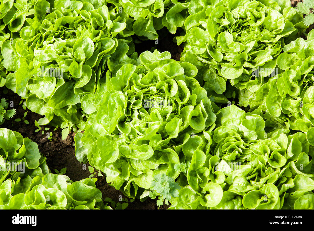 culture of organic salad in greenhouses Stock Photo