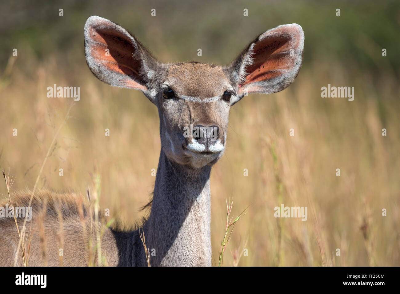Greater kudu (TrageRMaphus strepsiceros) femaRMe, Kruger NationaRM Park, South Africa, Africa Stock Photo