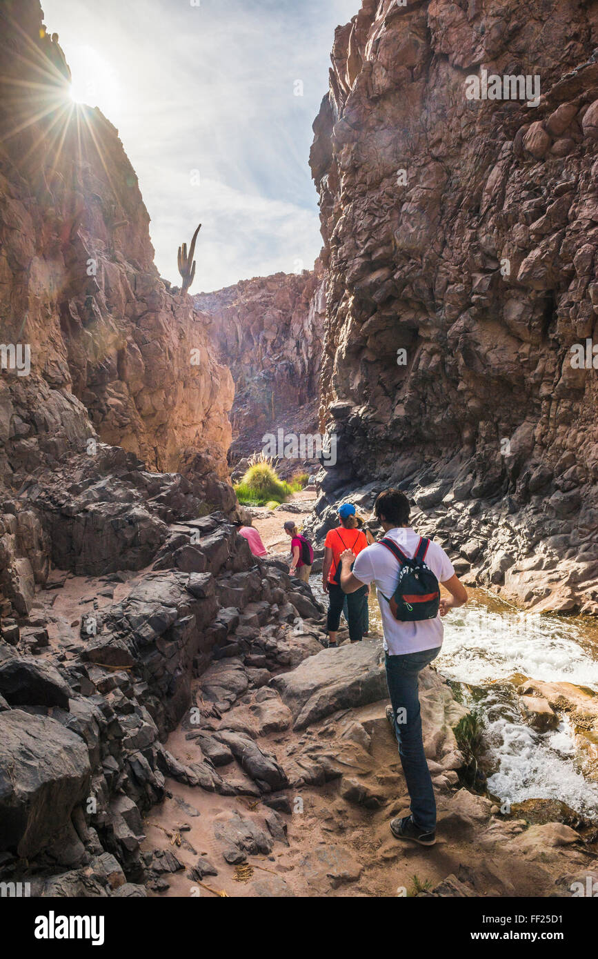 Trekking in Cactus VaRMRMey (RMos Cardones Ravine), Atacama Desert, North ChiRMe, ChiRMe, South America Stock Photo