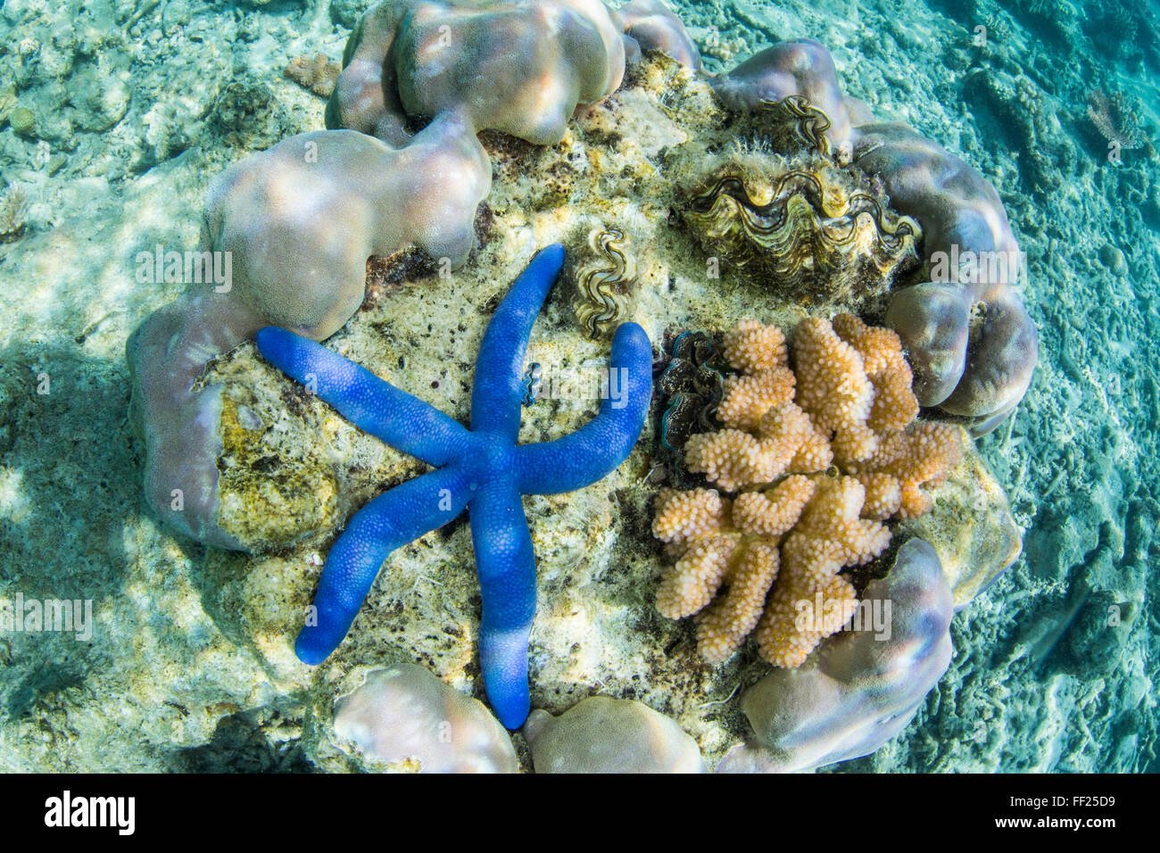 Underwater view of the reef on Pulau Lintang Island, Anambas Archipelago, Indonesia, Southeast Asia, Asia Stock Photo