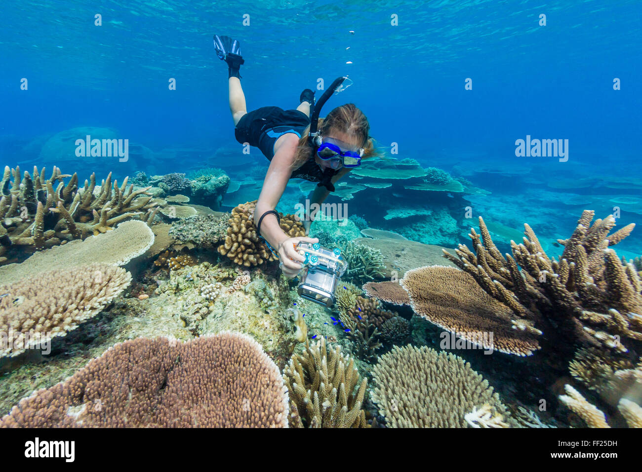 Snorkeler in underwater profusion of hard plate corals at Pulau Setaih Island, Natuna Archipelago, Indonesia, Southeast Asia Stock Photo